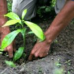 Togo / Lancement de la campagne nationale de reboisement 2025 : Cap sur un milliard d’arbres d’ici à 2030