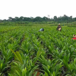 Le Cameroun renforce sa souveraineté alimentaire avec le projet Opalm : Une révolution agro-industrielle