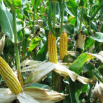 Cameroun / L&rsquo;initiative du Président Paul Biya pour l&rsquo;autosuffisance alimentaire : Un défi relevé par la jeunesse dynamique